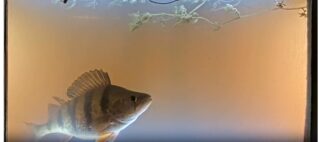 Ny fiskräknare i Kalmar